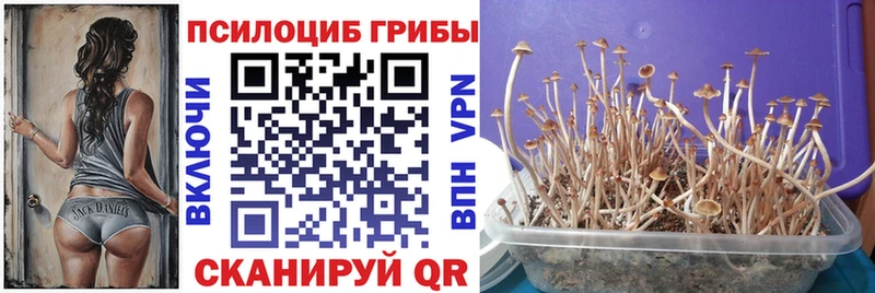 Псилоцибиновые грибы Psilocybe  Подольск 